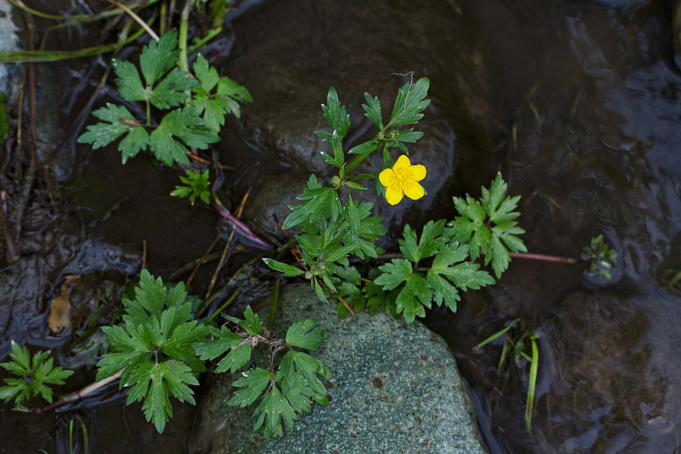 Изображение особи Ranunculus repens.