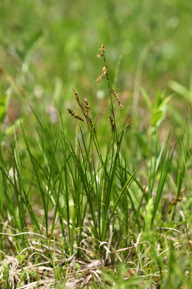 Изображение особи Carex pediformis.
