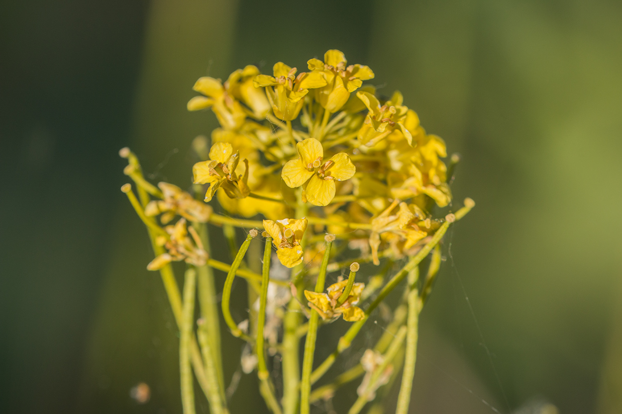 Изображение особи Sisymbrium loeselii.