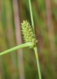 Carex extensa