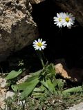 Bellis longifolia