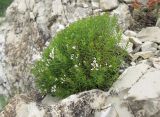 Asperula biebersteinii. Цветущее растение. Краснодарский край, м/о г. Новороссийск, гора Большой Маркотх, ≈ 680 м н.у.м., в расщелине скалы. 22.06.2014.