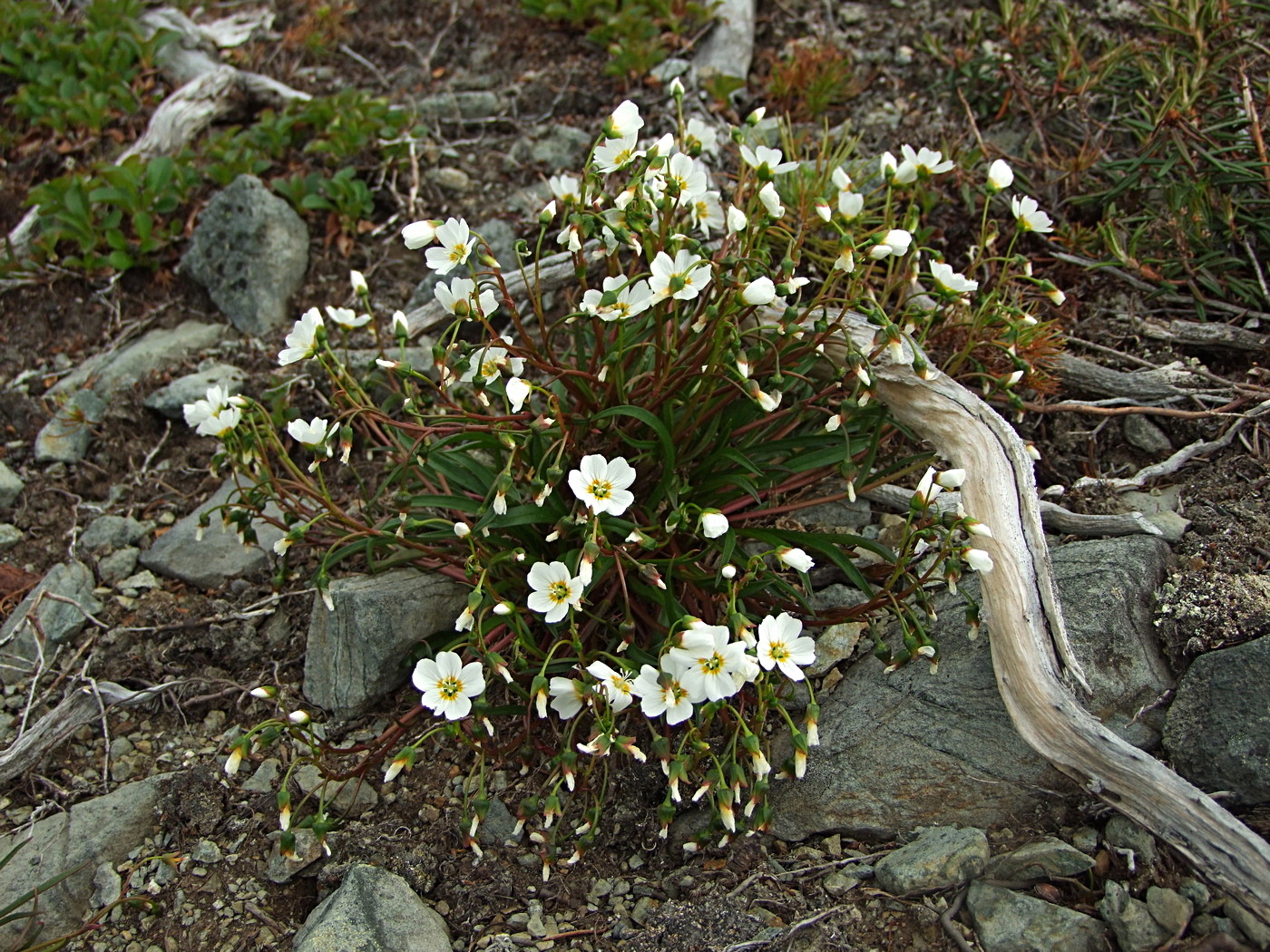 Image of Claytonia soczaviana specimen.