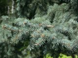 Picea pungens f. glauca