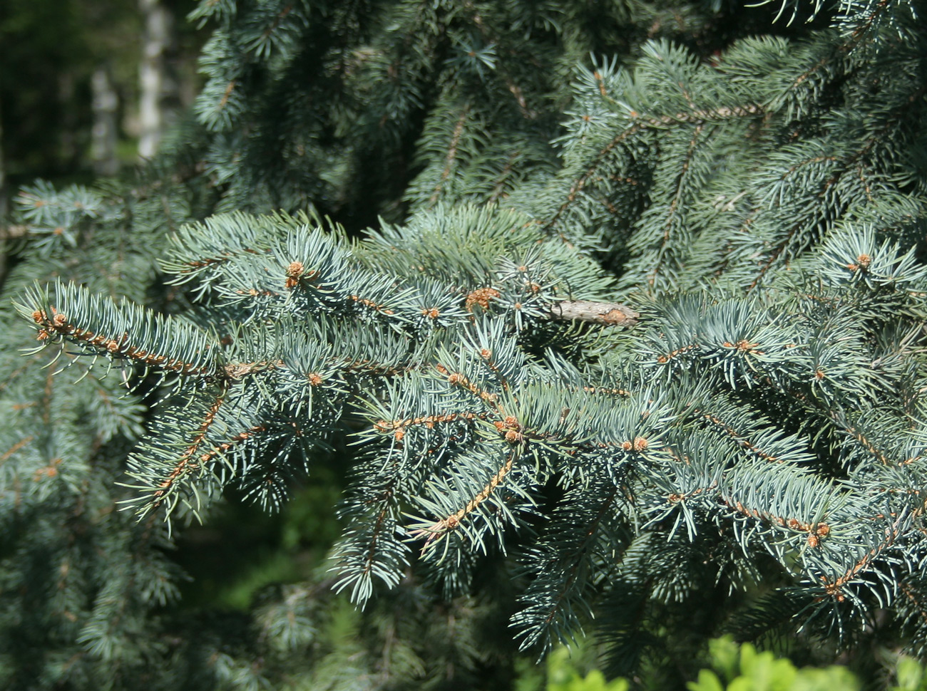 Изображение особи Picea pungens f. glauca.