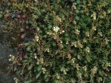 Saxifraga spinulosa. Расцветающие растения. Иркутская обл., оз. Байкал, Малое Море, залив Мухор, окр.бухты Зуун-Хагун, крутой каменистый склон. 23.06.2017.