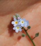 Myosotis arvensis. Соцветие. Подмосковье, окр. г. Одинцово, разнотравный луг. Май 2018 г.