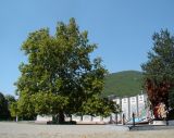 Platanus × acerifolia. Дерево, посаженное в 1974 году Л.И. Брежневым. Краснодарский край, г. Новороссийск, с. Мысхако, мемориал \"Долина смерти\". 03.08.2018.