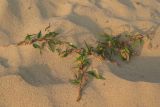 Persicaria maculosa