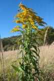 Solidago canadensis