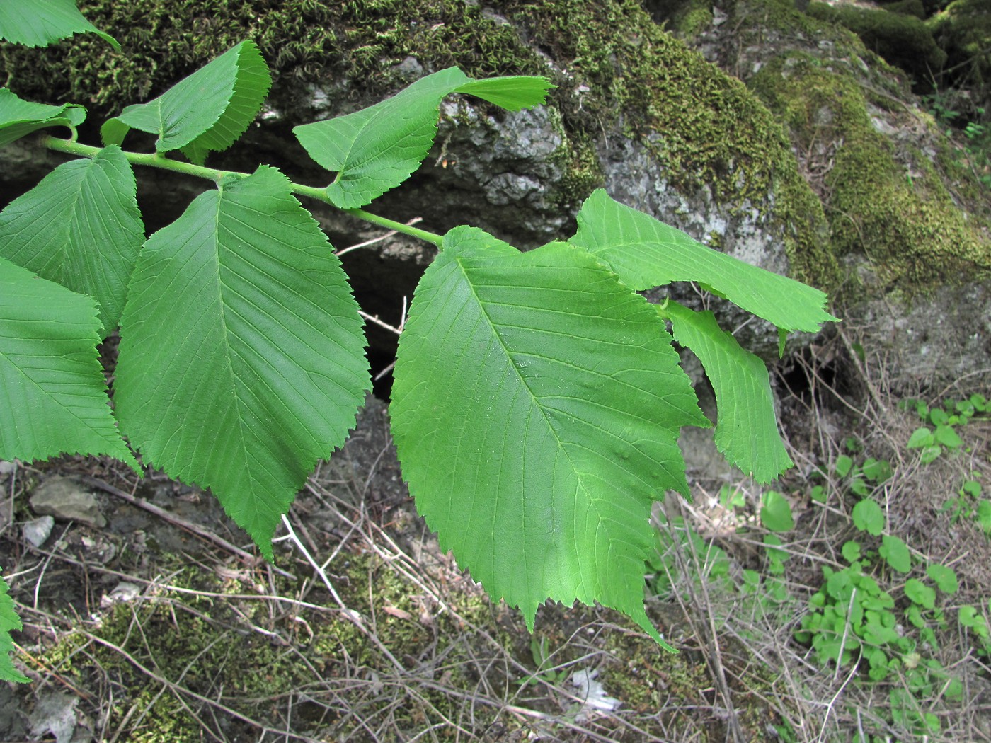 Изображение особи Ulmus glabra.