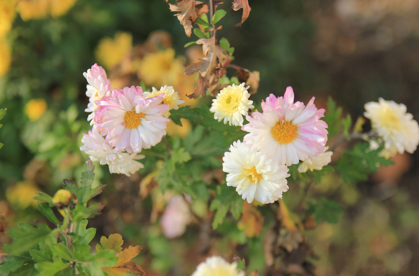 Изображение особи Chrysanthemum indicum.