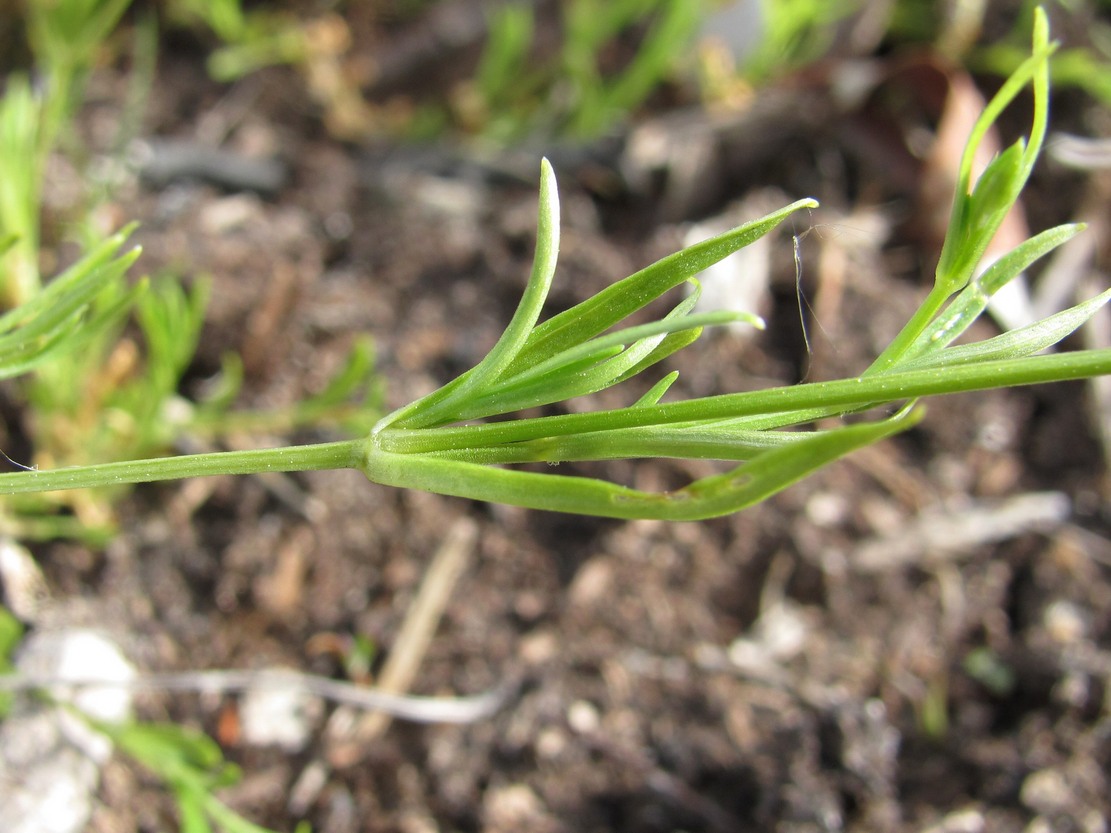 Изображение особи Stellaria longifolia.