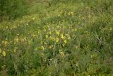 Astragalus frigidus