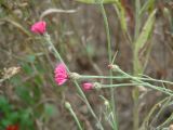 Centaurea cyanus. Верхушки цветущих побегов (розовоцветковый культивар). Иркутск, Ботанический сад ИГУ. 01.09.2019.