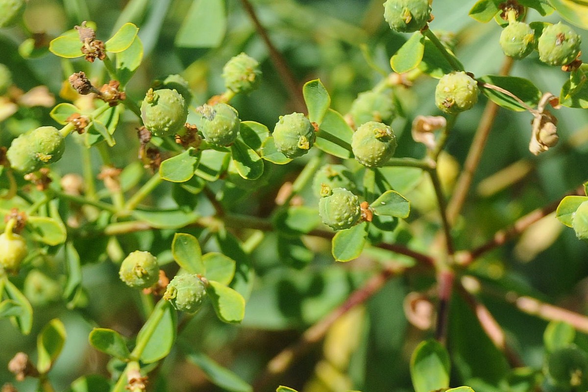 Изображение особи Euphorbia soongarica.