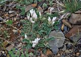 Astragalus hypogaeus. Цветущее растение. Алтай, Кош-Агачский р-н, окр. села Кокоря, долина р. Бар-Бургазы, ≈ 1900 м н.у.м., каменистый склон. 14.06.2019.