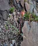 Tulipa uniflora