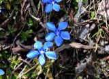 Gentiana uniflora. Цветки. Алтай, Улаганский р-н, окр. с. Акташ, Курайский хребет, долина р. Ярлы-Амры, ≈ 1500 м н.у.м., опушка смешанного леса. 21.06.2019.