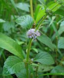 Mentha arvensis