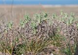 Jurinea stoechadifolia. Растения с молодыми вегетативными побегами и сухими прошлогодними листьями. Крым, Керченский п-ов, Приазовье, гора Ташкалак, каменистая степь, задернованное скальное обнажение. 08.03.2020.