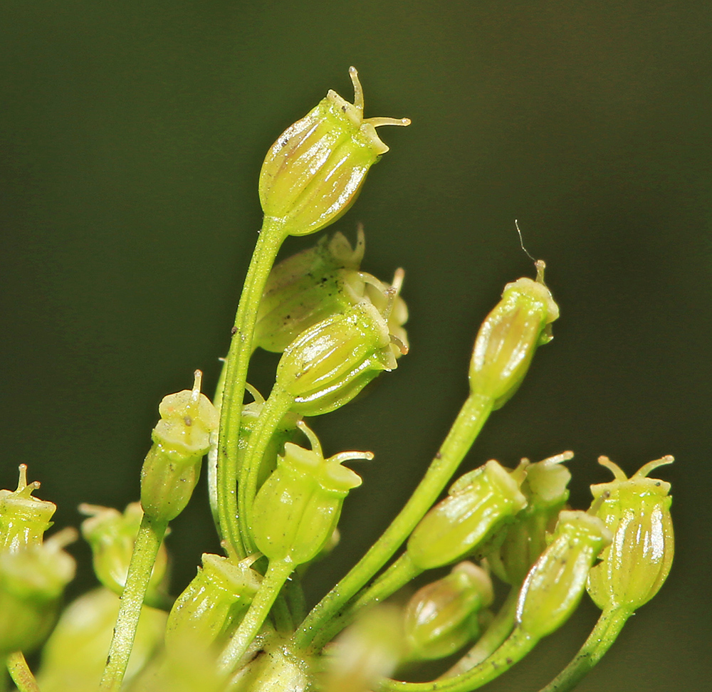 Изображение особи Sphallerocarpus gracilis.