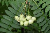 Sorbus cashmiriana. Соплодия с незрелыми плодами и части листьев. Санкт -Петербург, парк Ботанического сада БИН РАН, в культуре. 17.08.2021.