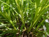 Carex sylvatica. Нижняя часть цветущего и плодоносящего растения. Тверская обл., Кимрский р-н, лесистая часть дамбы Иваньковского вдхр. 08.06.2022.