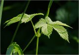 Humulus lupulus