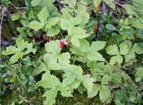 Rubus humulifolius. Плодоносящее растение. Архангельская обл., Приморский р-н, ур. Куртяево, сырой ельник. 27.08.2008.