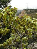 Quercus pubescens. Ветви с мужскими соцветиями. Южный Берег Крыма, пос. Симеиз, гора Кошка. 2 мая 2011 г.