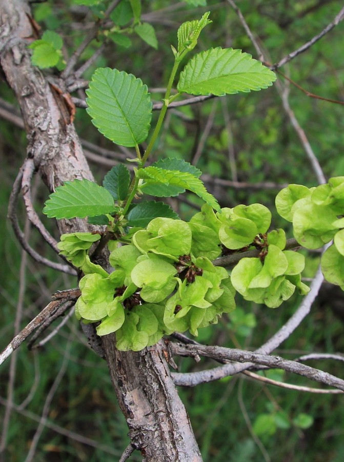 Image of Ulmus pumila specimen.