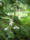 Circaea lutetiana