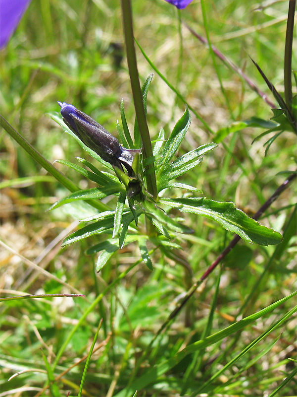 Image of Viola declinata specimen.