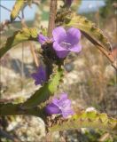 Campanula komarovii