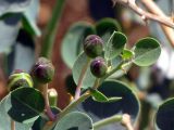 Capparis aegyptia