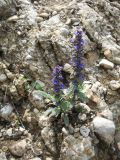 Ajuga genevensis. Цветущие растения. Крым, гора Северная Демерджи. 2 июня 2012 г.