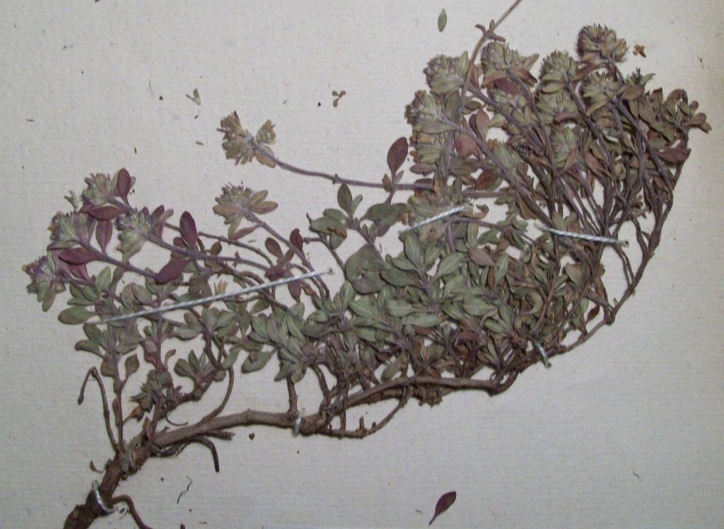 Изображение особи Thymus spryginii.