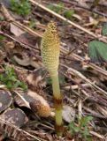 Equisetum telmateia