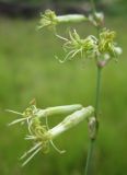 Silene chlorantha