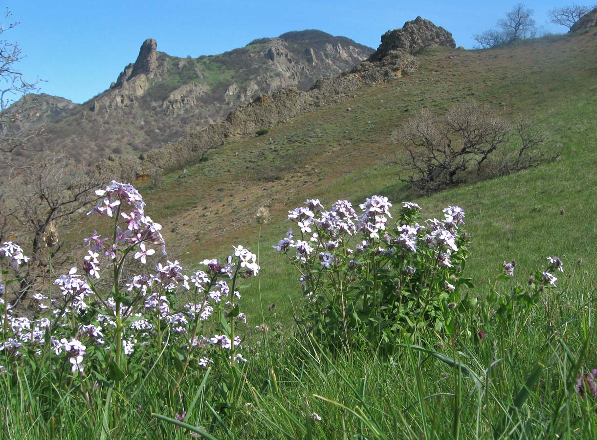 Изображение особи Hesperis steveniana.