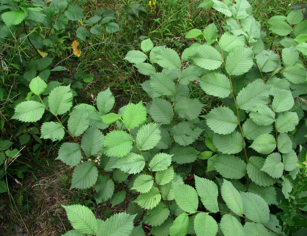 Изображение особи Ulmus glabra.