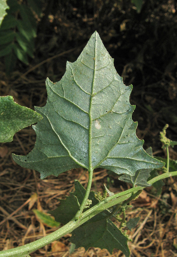 Изображение особи Atriplex micrantha.