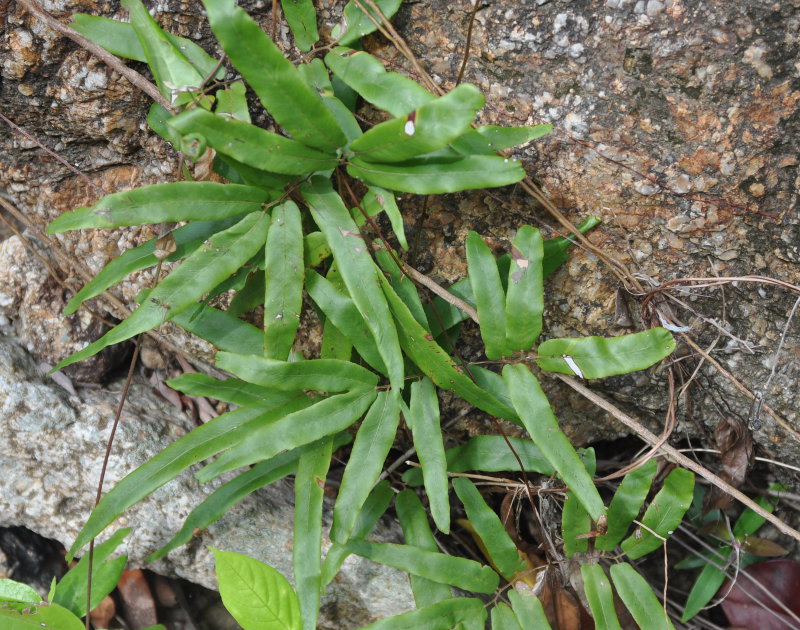 Изображение особи Lygodium flexuosum.