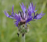 Centaurea подвид axillaris