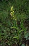 Epipactis persica