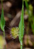 Cynosurus echinatus