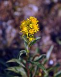 Solidago virgaurea subspecies lapponica. Верхушка цветущего растения. Республика Коми, Печоро-Илычский заповедник, хребет Мань-Пупунёр. 18.08.2014.