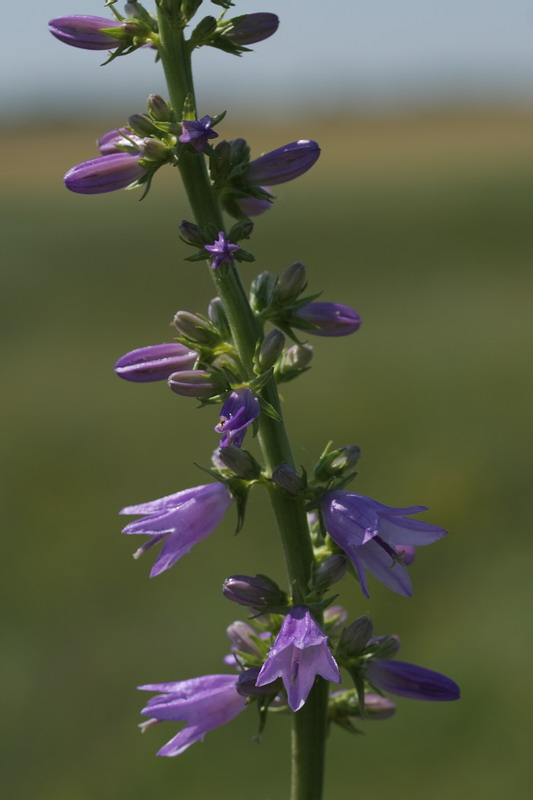 Изображение особи Campanula bononiensis.