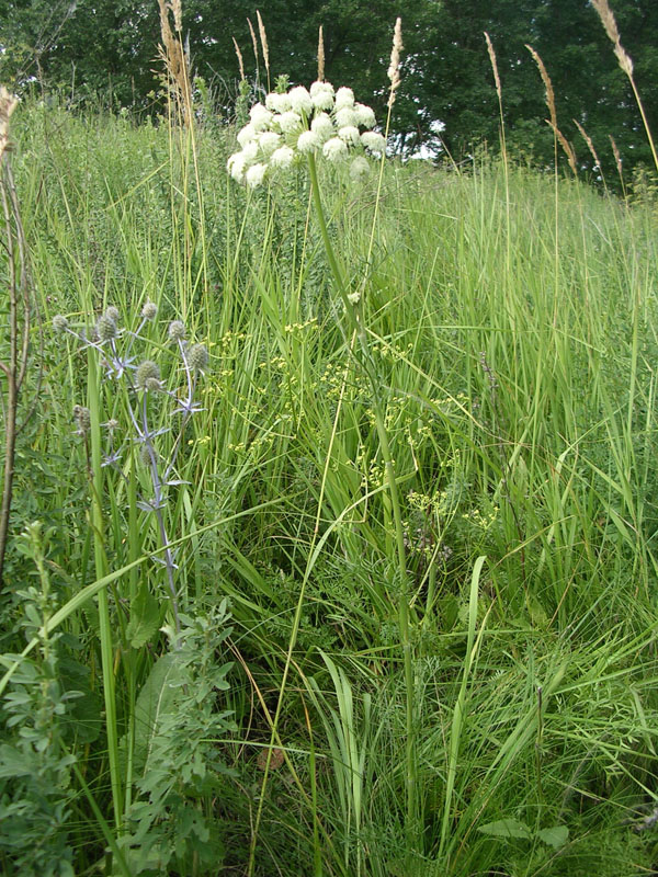 Изображение особи Seseli annuum.